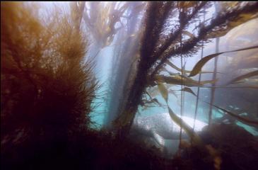 SHY SEAL IN KELP