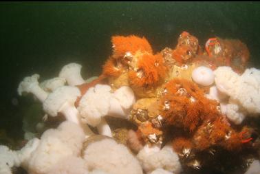 plumose anemones, giant barnacles and orange hydroids