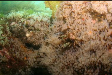 crab on lightbulb tunicates