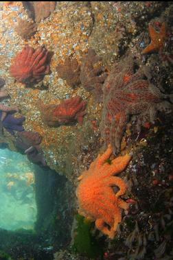 seastars under shallow overhang