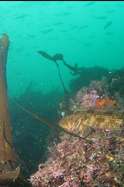 lingcod below school of rockfish