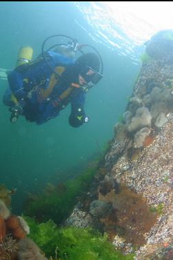 anemones near surface