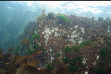 anemones near surface