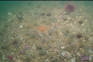 leather star and tube-swelling anemones on sandy bottom