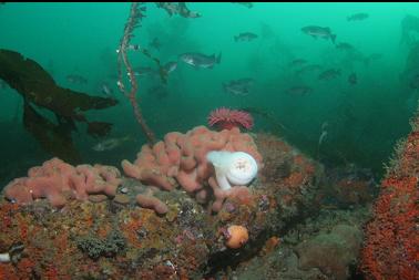 anemones and tunicate colony