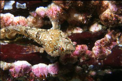 sculpin