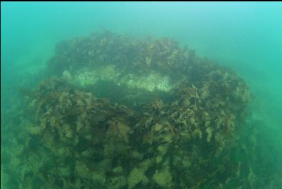small boat hull covered with kelp between the islets and Saxe Point