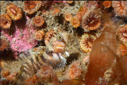 decorated warbonnet