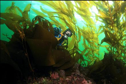 giant kelp