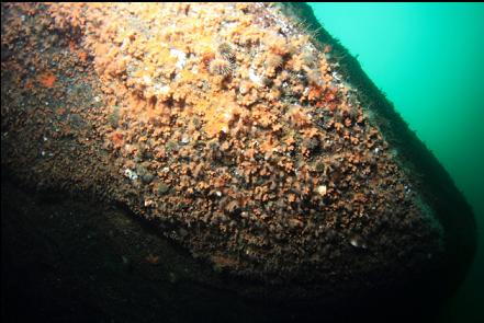 zoanthids under an overhang