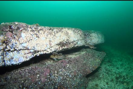 copper rockfish