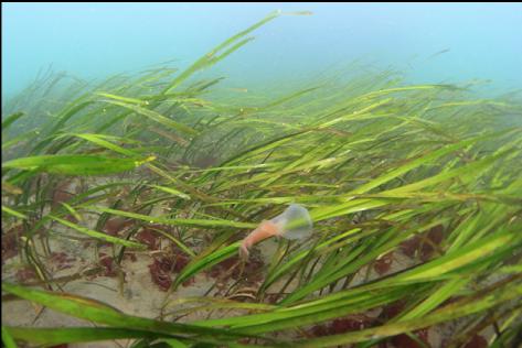 hooded nudibranch