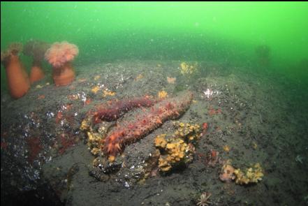 california cucumbers and yellow sponge