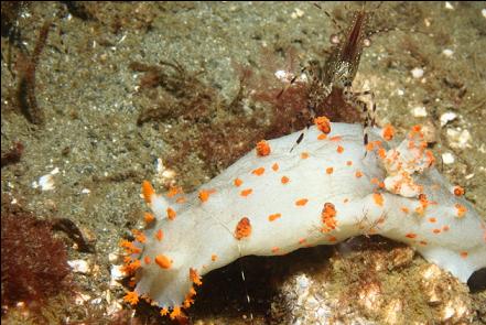 shrimp on nudibranch