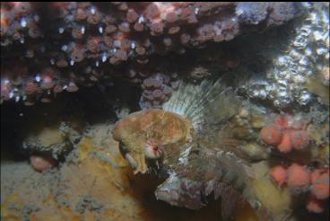 UPSIDE-DOWN SCULPIN UNDER LEDGE