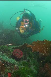 SMALL FISH-EATING ANEMONE