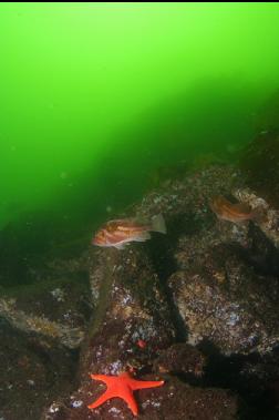 COPPER ROCKFISH AND SEASTAR