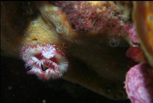 TUBE WORM