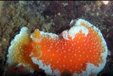 orange peel nudibranch