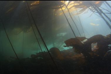 kelp forest