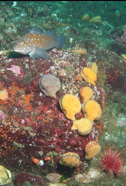 close-up of swimming scallops and kelp greenling