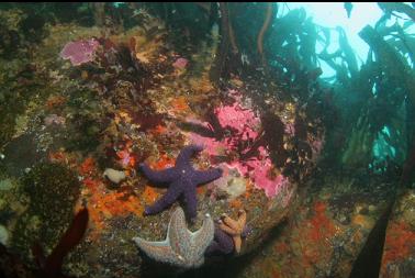 seastars in shallows