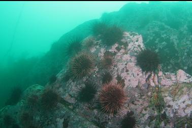 urchins on reef