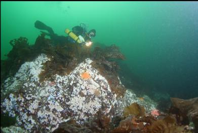 bottom kelp on shallower reef