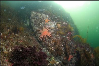 seastars and moon jellies in shallows