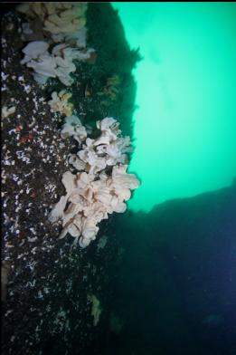 sponges on wall