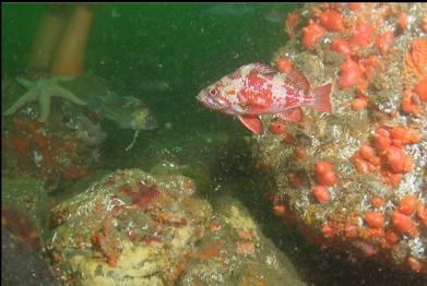cropped close-up of vermilion rockfish