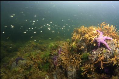 school of tiny perch in shallows