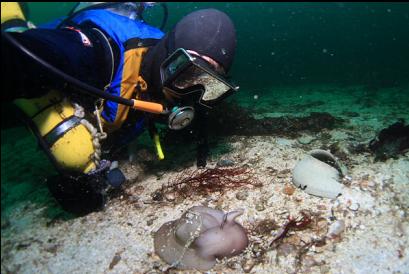 moon snail and egg casing