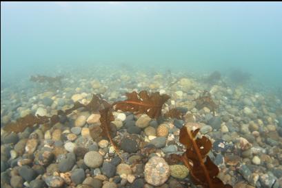 pebbles near shore