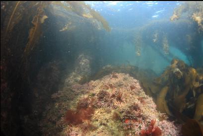 coraline algae near surface