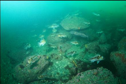 lingcod and copper rockfish