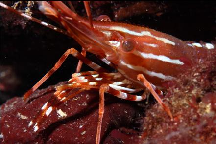 prawn