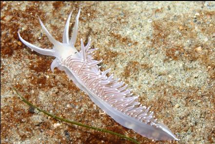 nudibranch