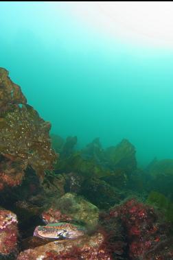 RED ROCK CRAB