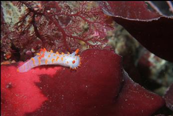 NUDIBRANCH ON KELP