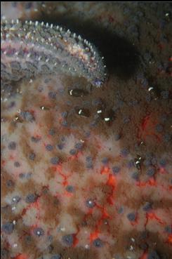 SEA-LICE ON SUNFLOWER STAR