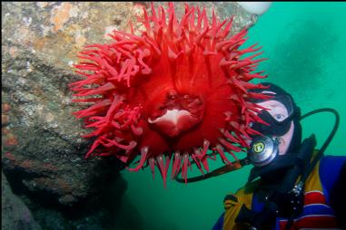 FISH-EATING ANEMONE