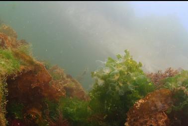 hoded nudibranchs on kelp near surface