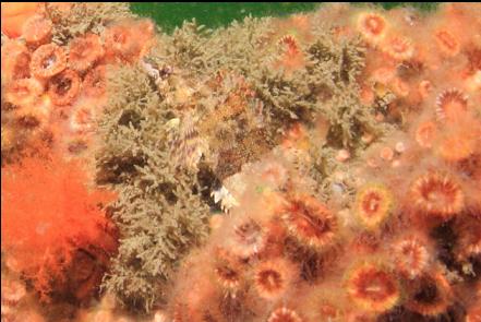 cropped close-up of a painted greenling