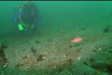 JUVENILE CANARY ROCKFISH