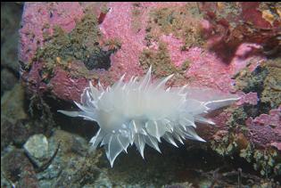 NUDIBRANCH ON BOTTLE