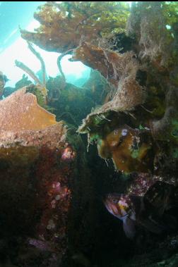 COPPER ROCKFISH HIDING UNDER KELP