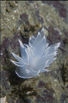 ALABASTER NUDIBRANCH