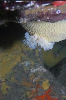 NUDIBRANCH UNDER BOULDER