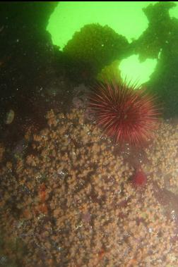 urchin and zoanthids